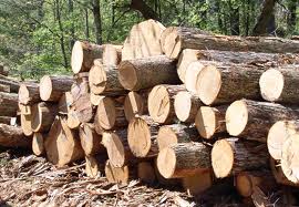 Gỗ và các sản phẩm gỗ trong 5 tháng đầu năm ước đạt 2,0 tỷ 