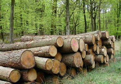 Tình hình nguyên liệu gỗ nhập khẩu 4 tháng đầu năm 2013